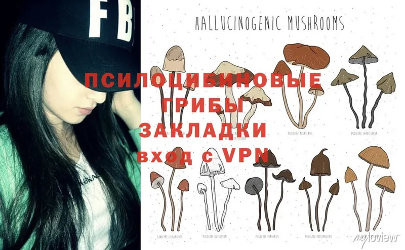 магазин продажи   Саров  Псилоцибиновые грибы Psilocybe 